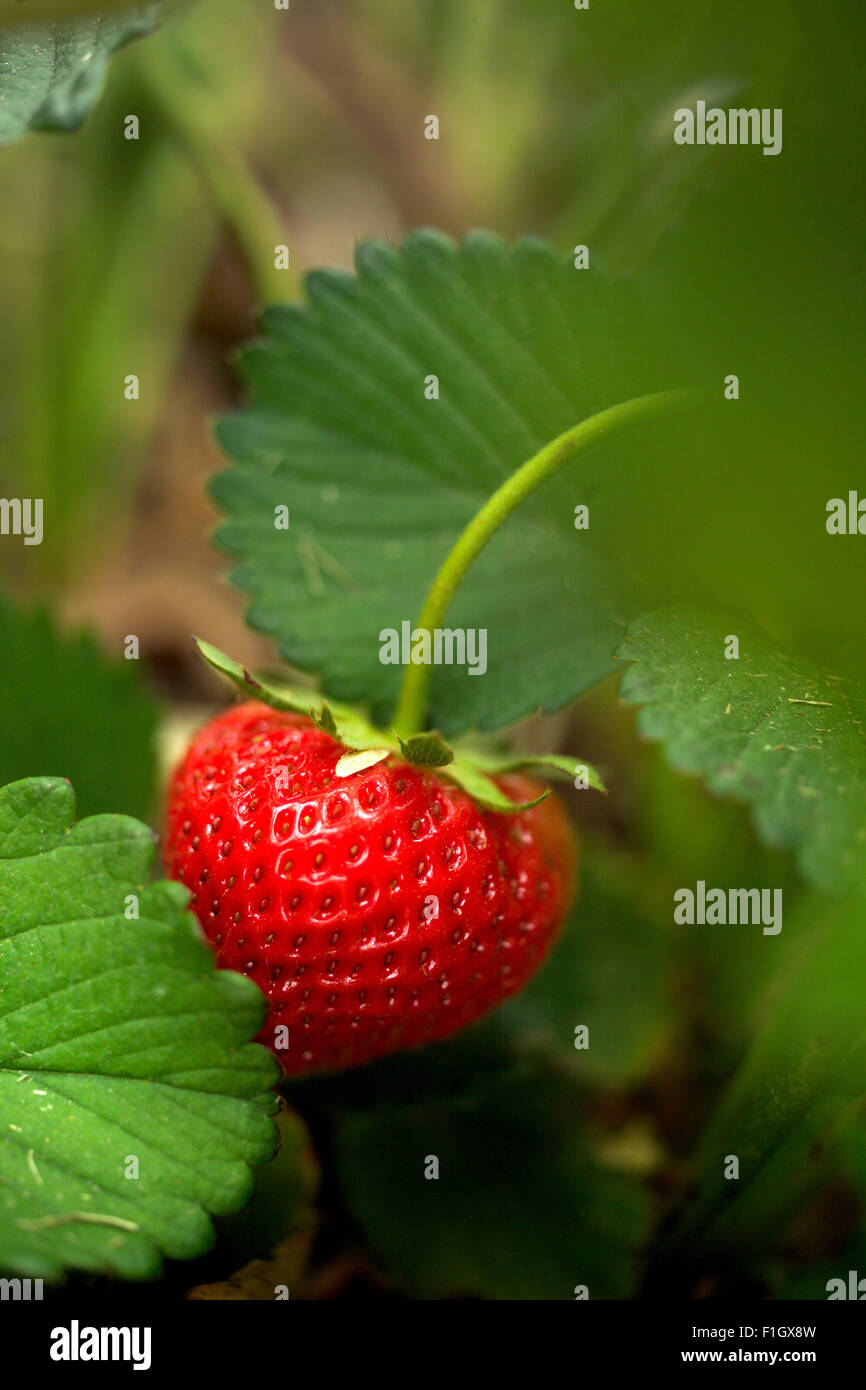 Strawberries growing on farm Stock Photo - Alamy