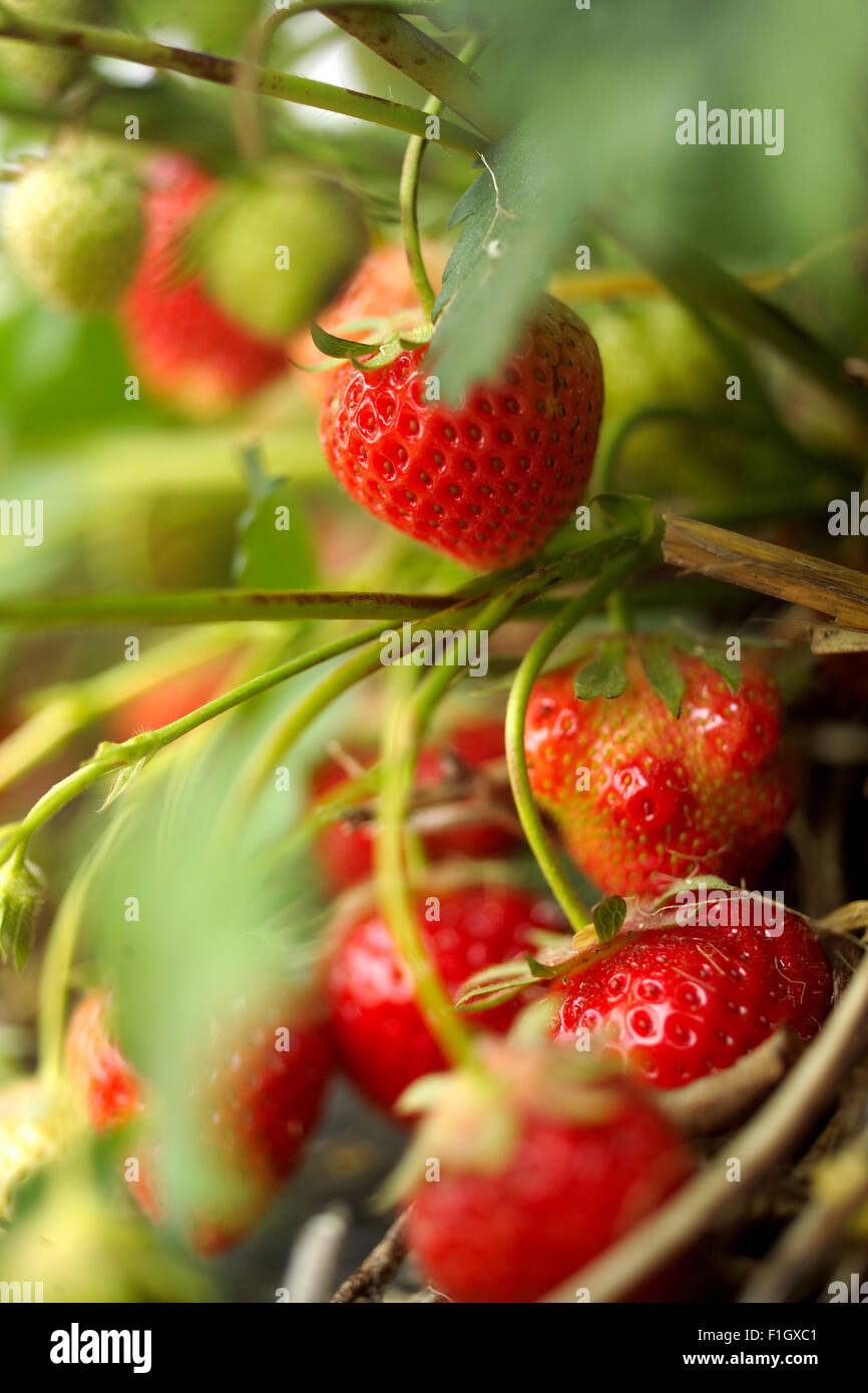 Strawberries on the vine hires stock photography and images Alamy