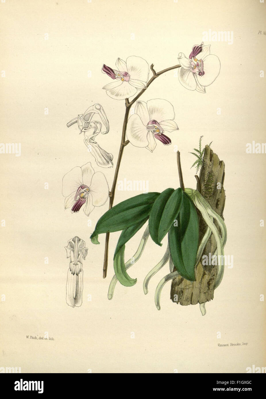A botanical work from the 19th century titled 'A Second Century of ...