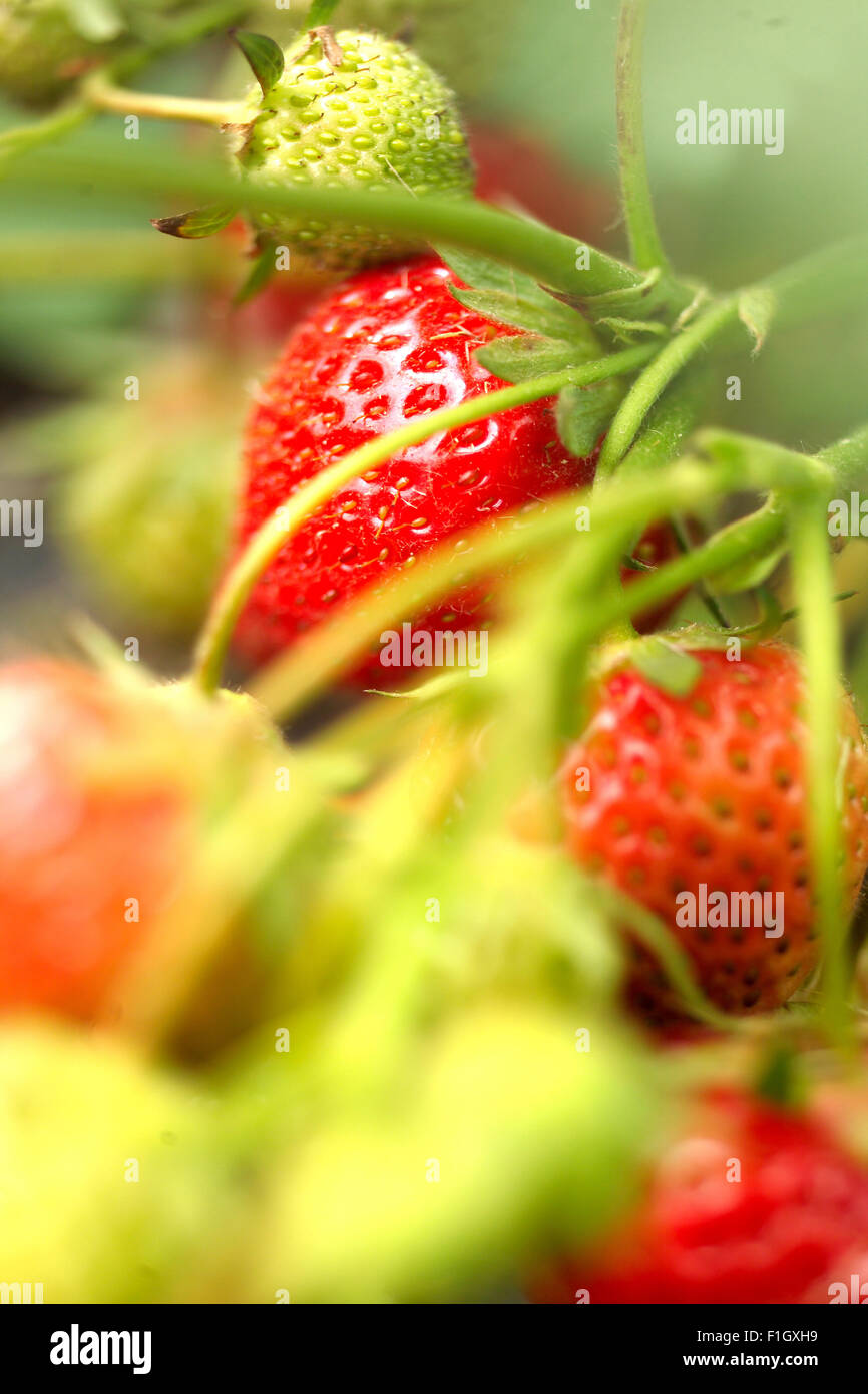 Strawberries growing hires stock photography and images Alamy
