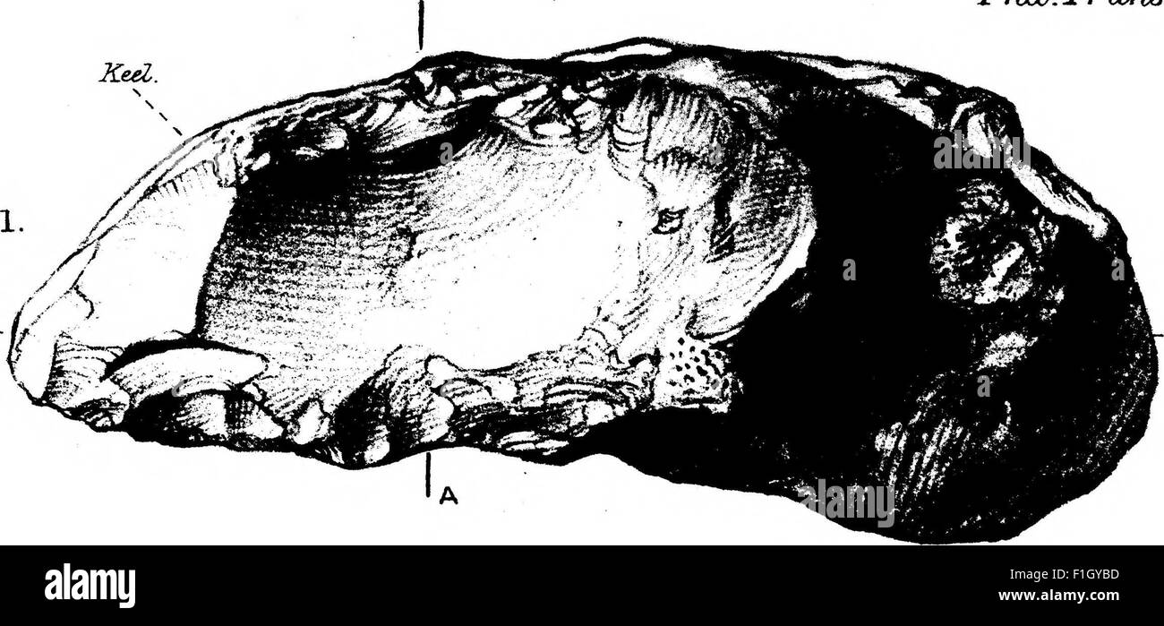 This 1920 study explores the technological shift from Rostro-Carinate ...
