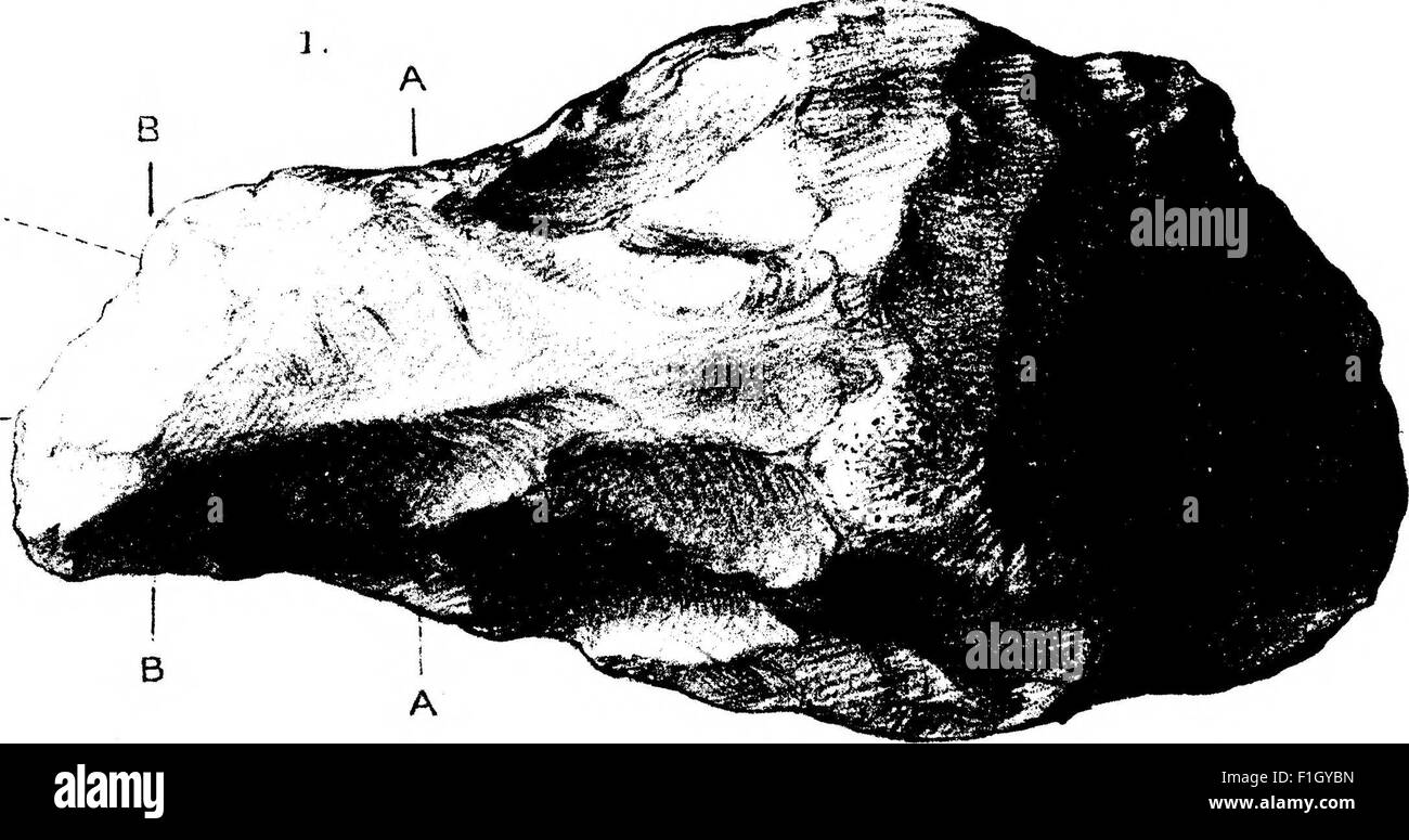 An illustration from 'The Transition from Rostro-Carinate Flint ...