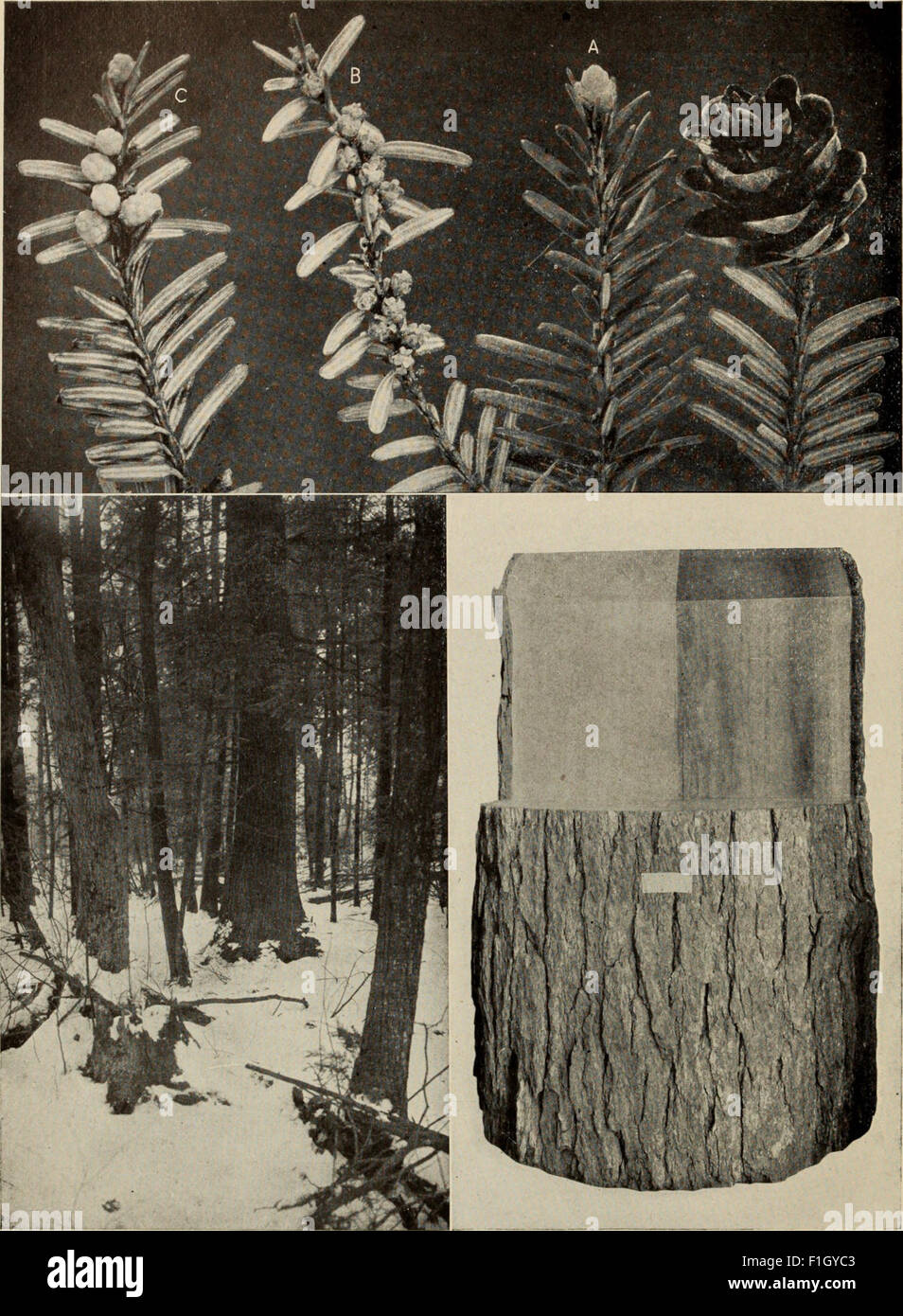 The tree book - A popular guide to a knowledge of the trees of North ...
