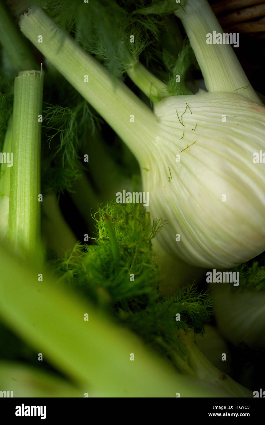 Fennel bulb hires stock photography and images Alamy