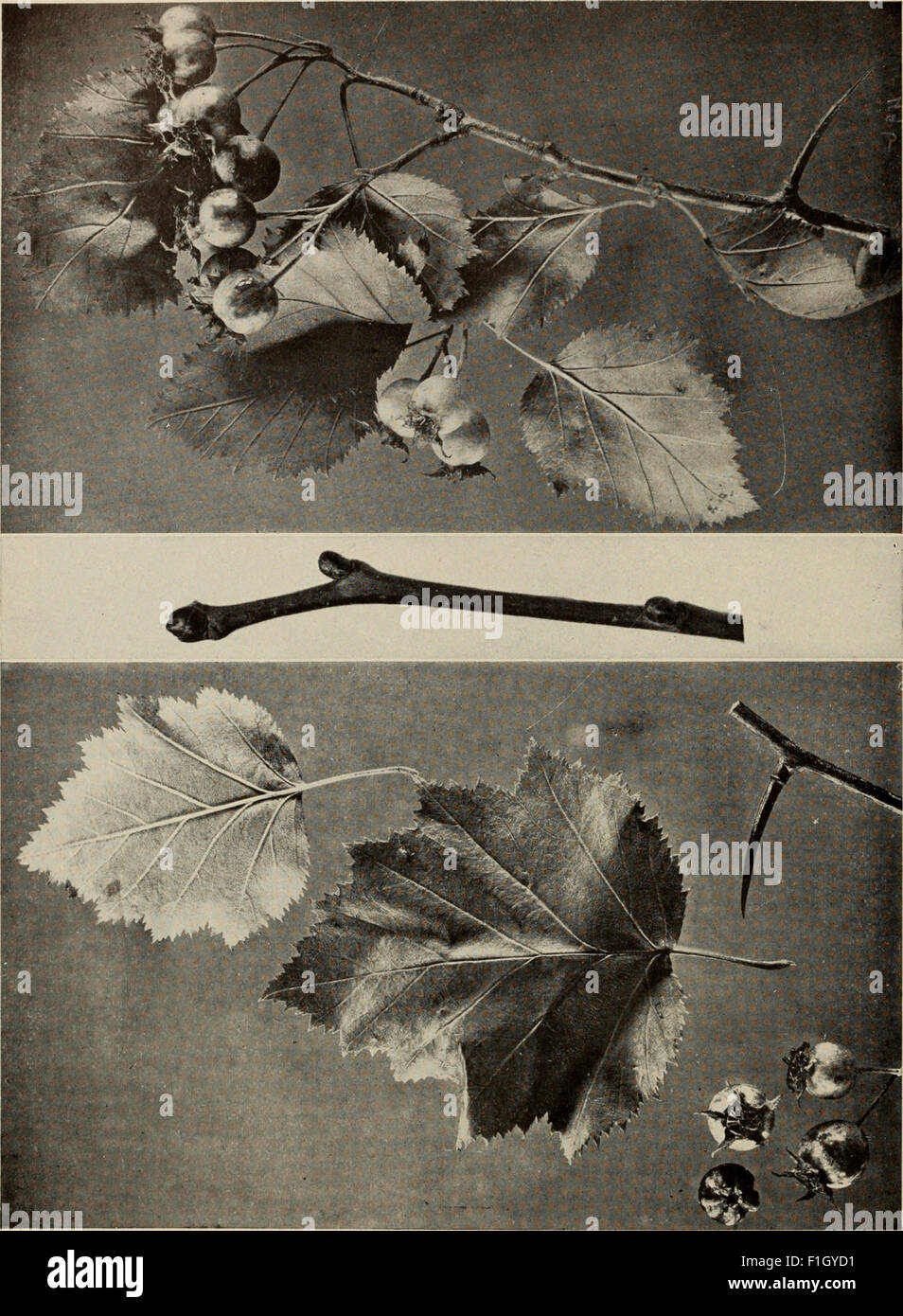 *The Tree Book* (1920) is a comprehensive guide to the trees of North ...