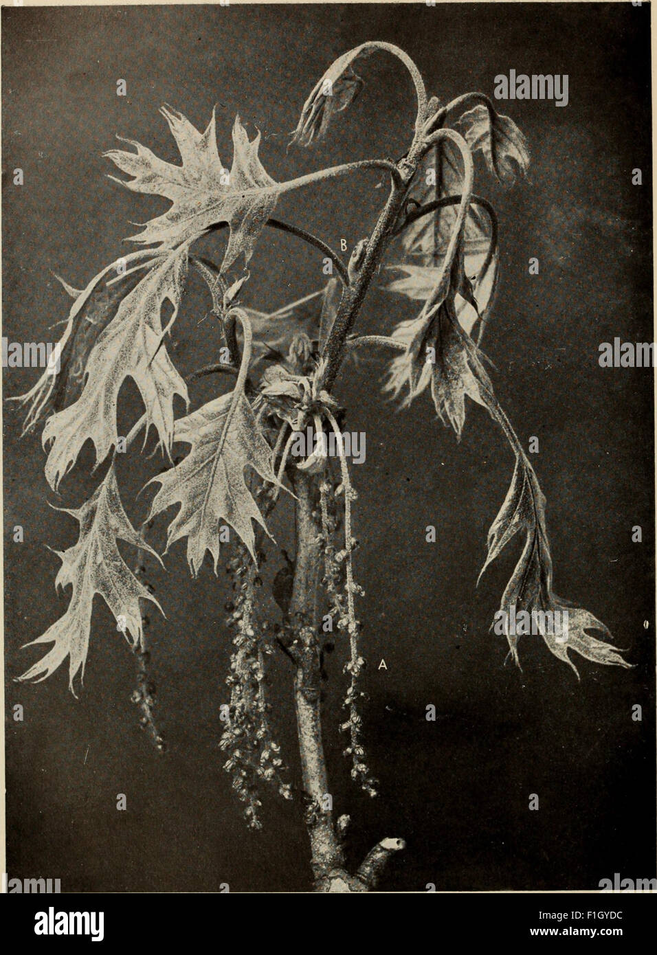 *The Tree Book* from 1920 provides detailed information on the trees of ...