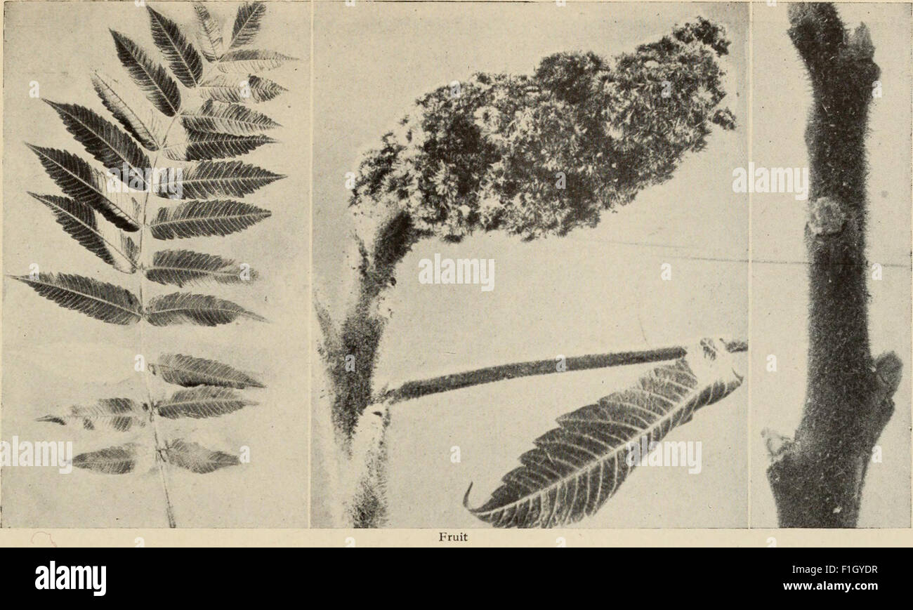 'The Tree Book' (1920) is a comprehensive guide to the identification ...