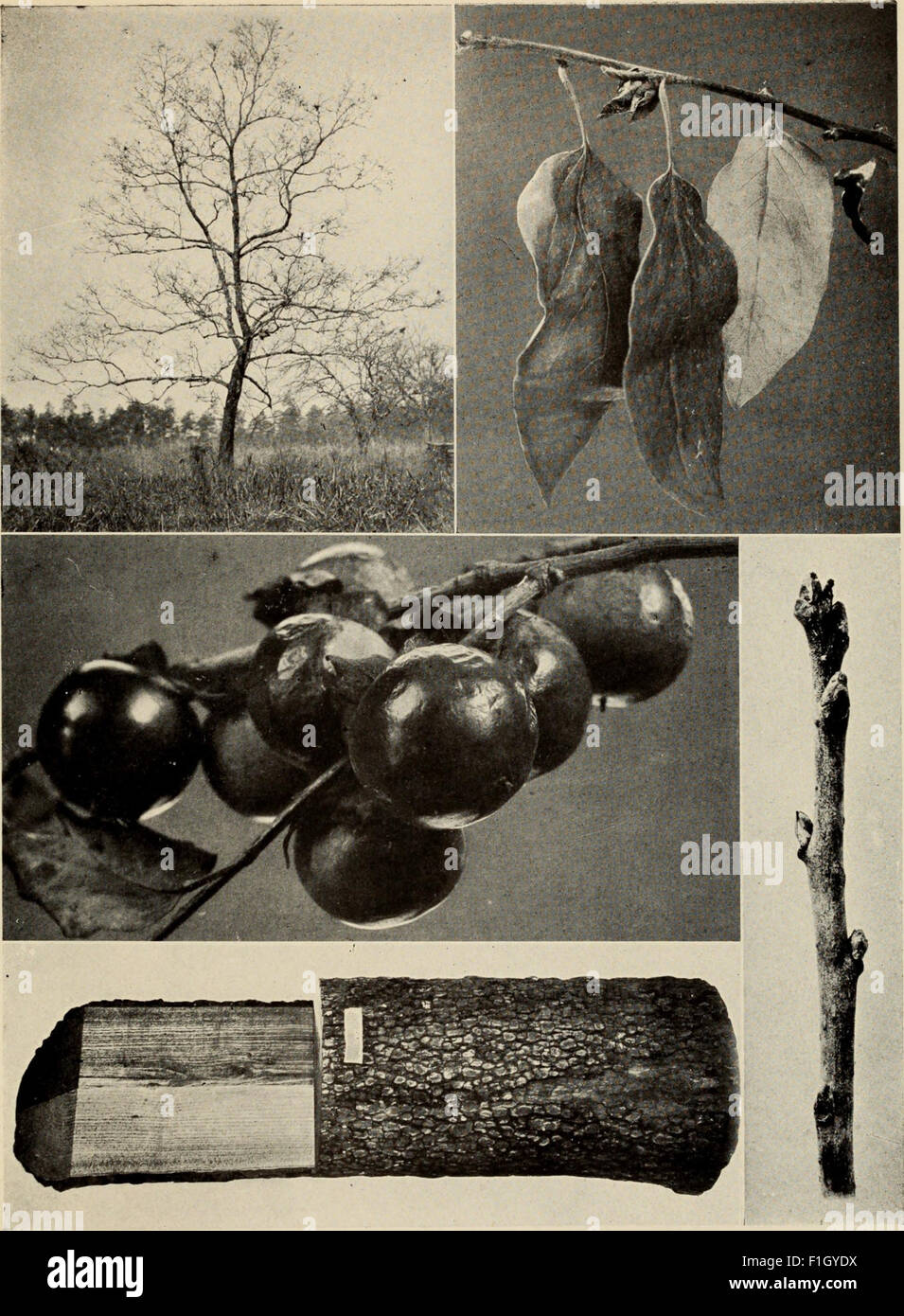 This 1920 guide provides a comprehensive overview of North American