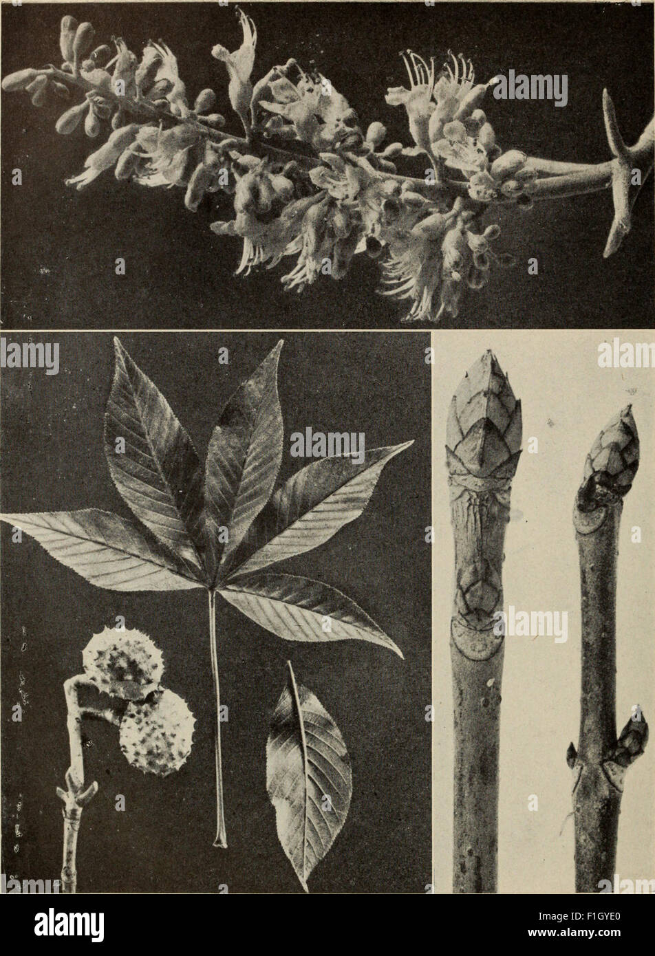 This 1920 guide provides comprehensive information on North American