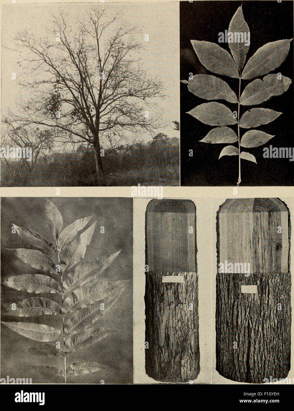 The tree book - A popular guide to a knowledge of the trees of North ...