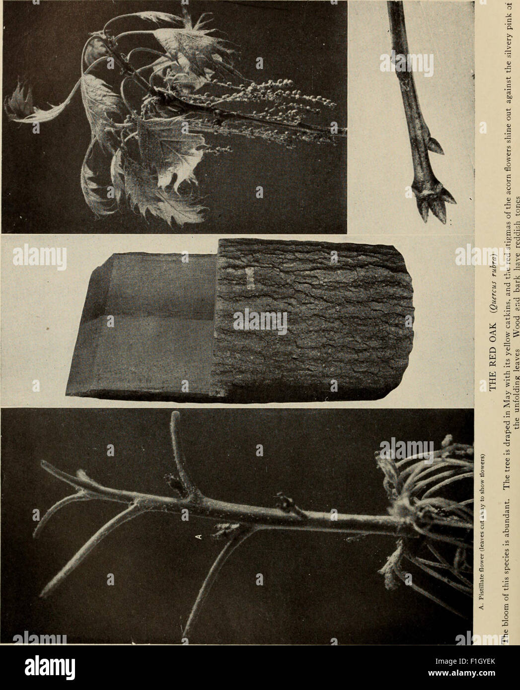 *The Tree Book* (1920) provides an accessible guide to understanding ...