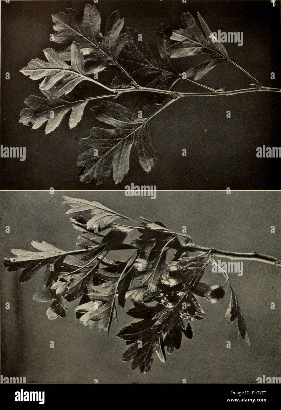 This 1920 guide provides a comprehensive overview of North American