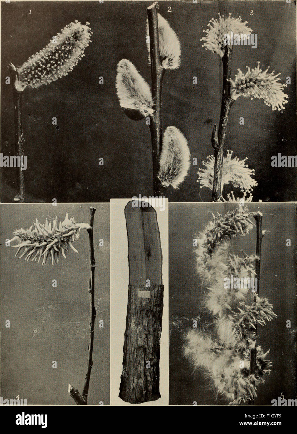 *The Tree Book* (1920) is a popular guide to the trees of North America ...