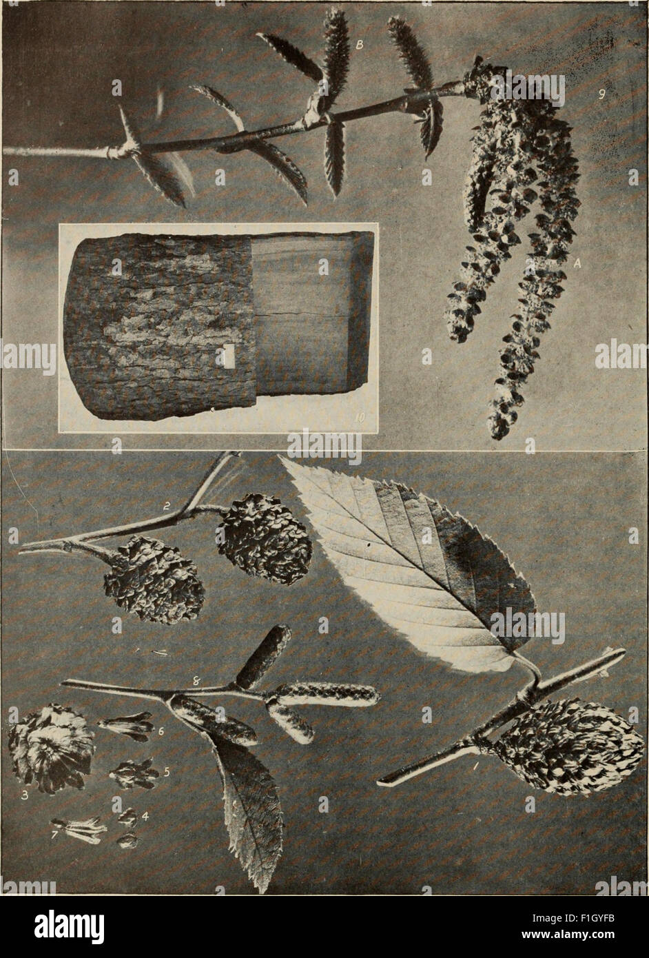The Tree Book (1920) offers an informative guide to the trees of North ...