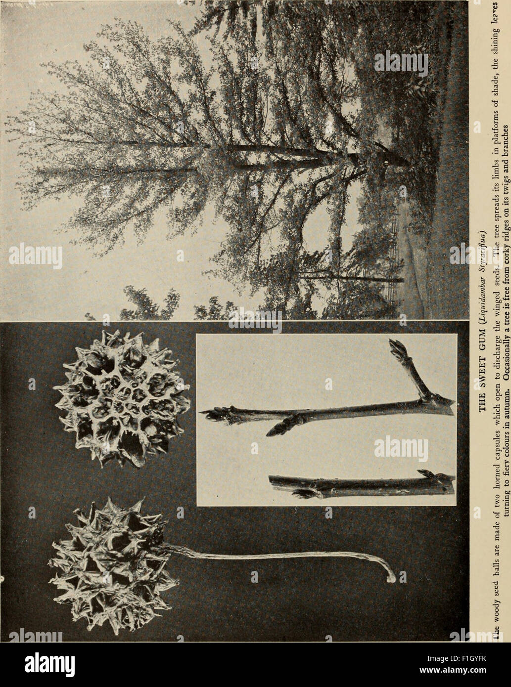'The Tree Book' (1920) is a guide to the identification, cultivation ...