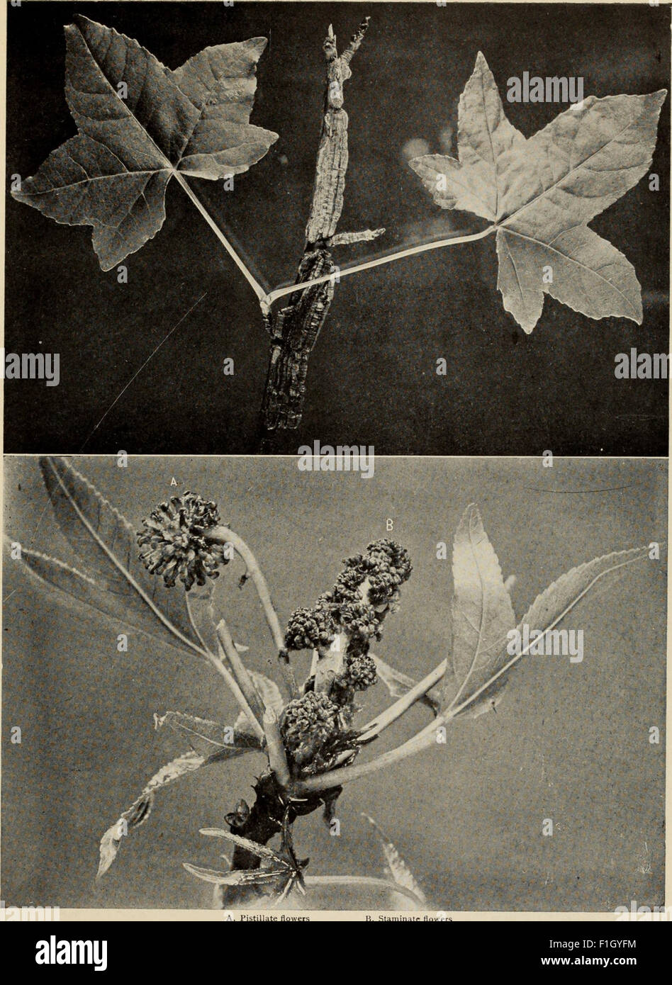 *The Tree Book* (1920) is a comprehensive guide to the trees of North ...