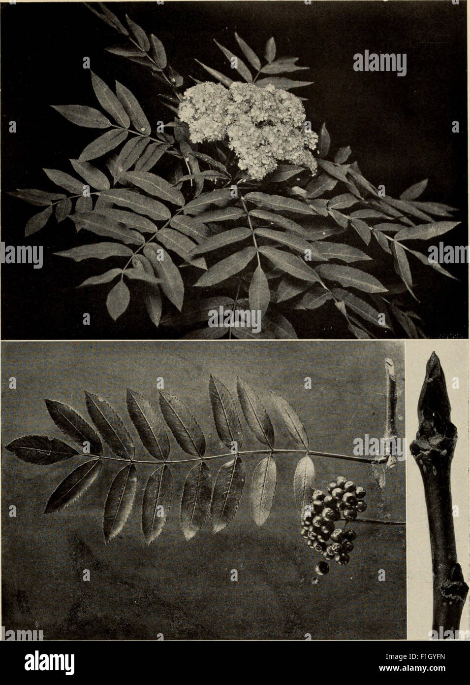 'The Tree Book' (1920) is a guide to North American trees, detailing ...