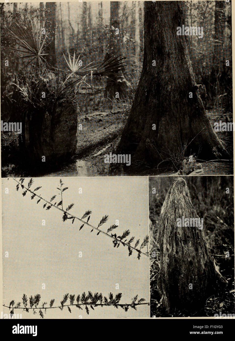 *The Tree Book* (1920) is a comprehensive guide to North American trees ...