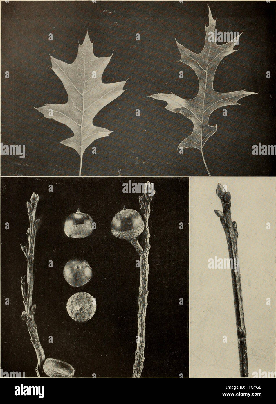 The tree book - A popular guide to a knowledge of the trees of North ...