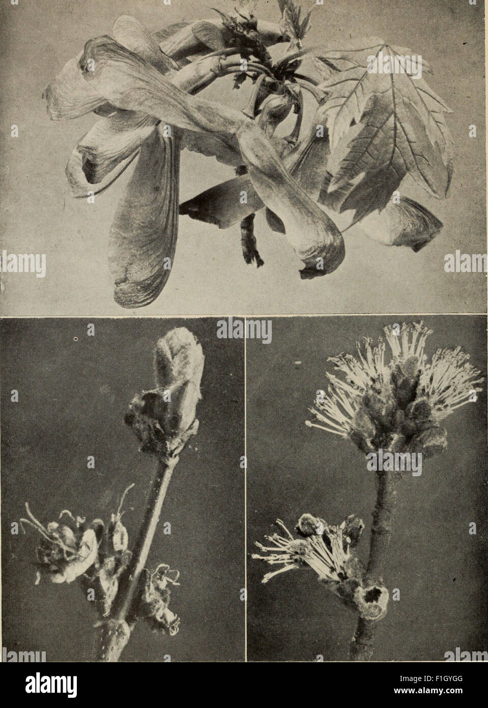 ‘The Tree Book’ (1920) is a comprehensive guide to the identification ...
