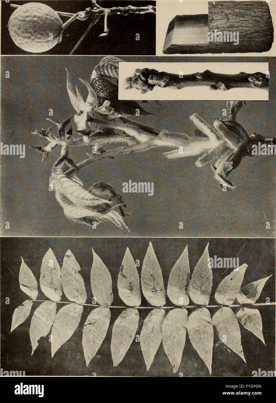 'The Tree Book' from 1920 is a comprehensive guide to North American ...