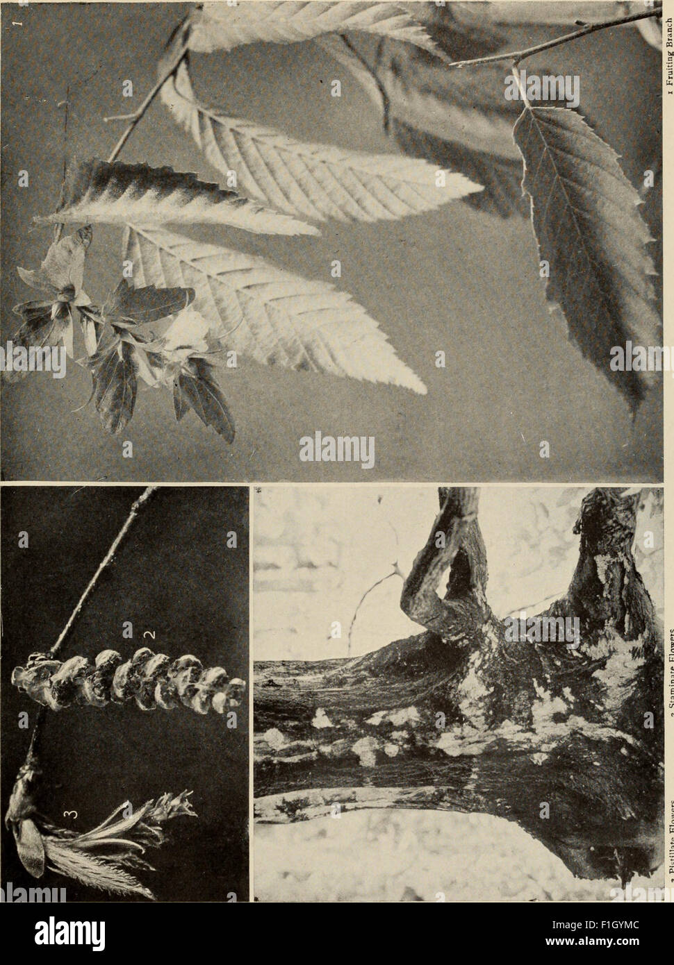 *The Tree Book* (1920) serves as an accessible guide for understanding ...