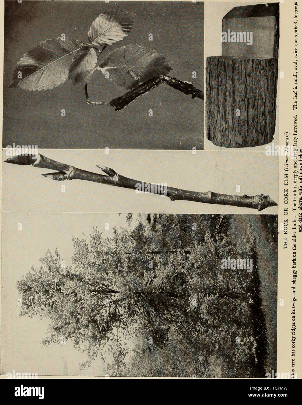 The tree book - A popular guide to a knowledge of the trees of North ...
