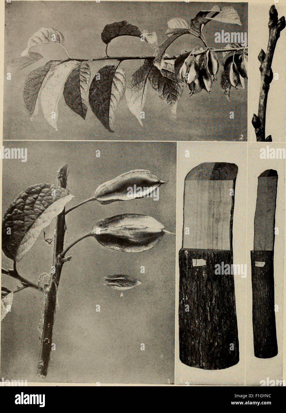 'The Tree Book' (1920) is a comprehensive guide to the trees of North ...