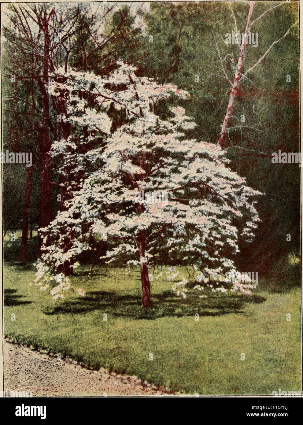 This 1920 guide offers a comprehensive overview of North American tree