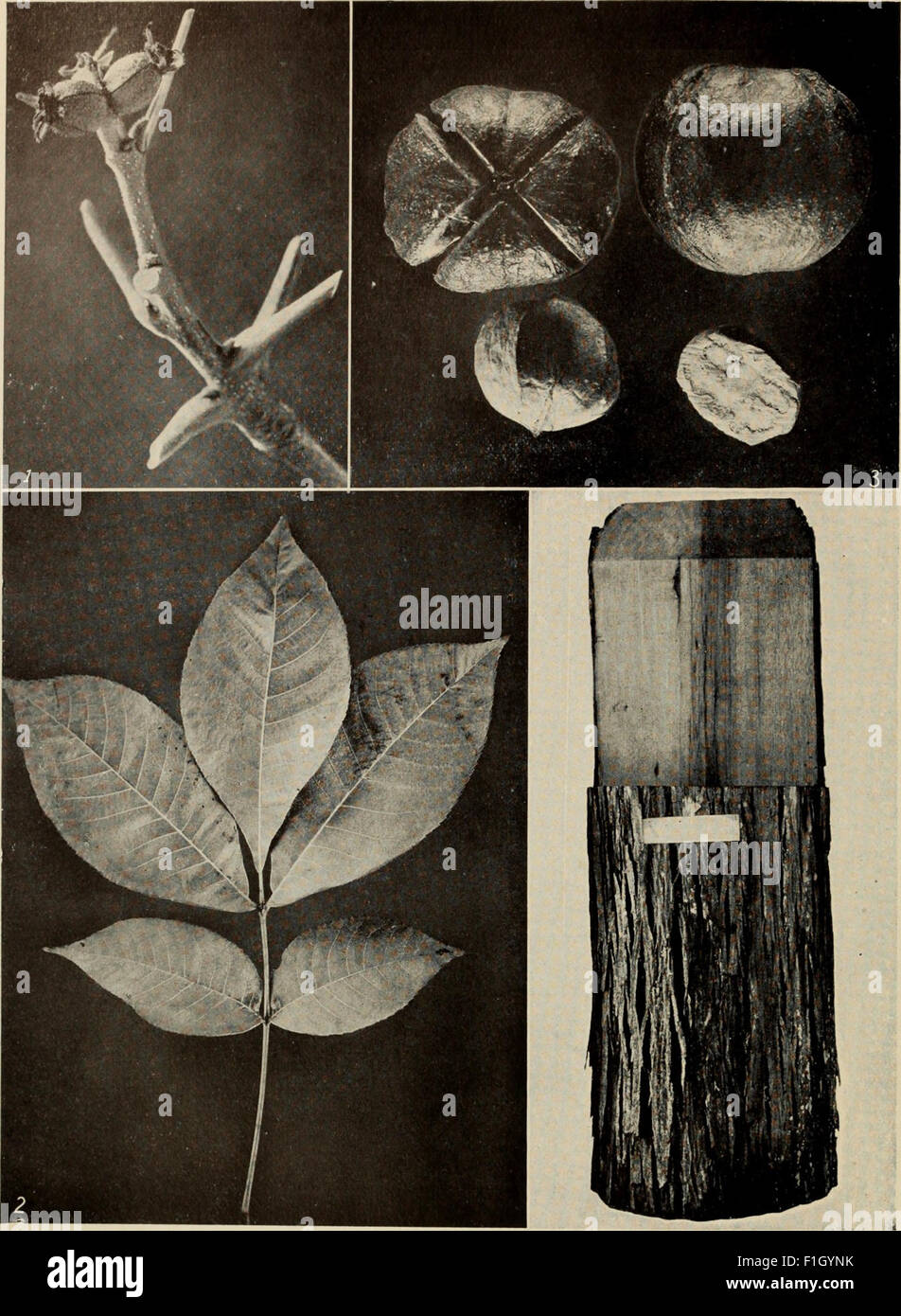 *The Tree Book* (1920) serves as an accessible guide to the trees of ...