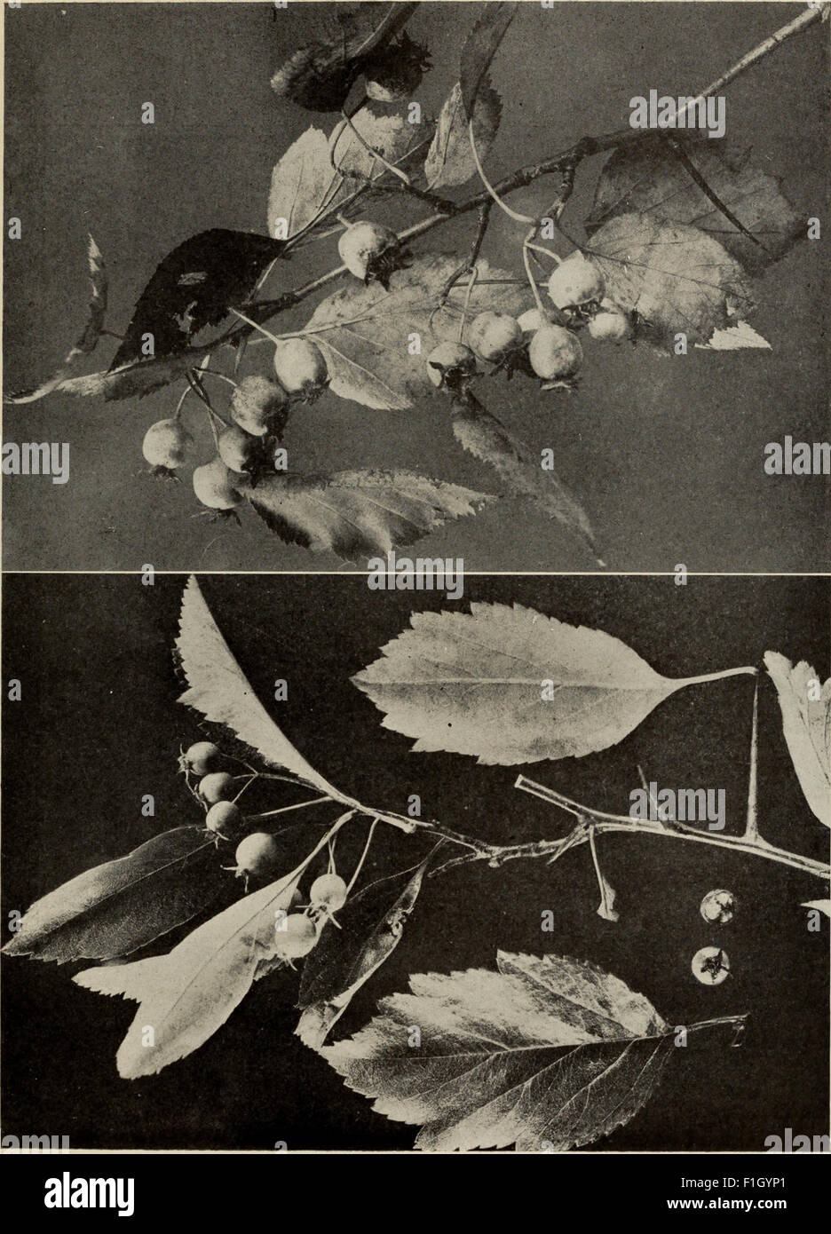 'The Tree Book' (1920) is a comprehensive guide to North American trees ...