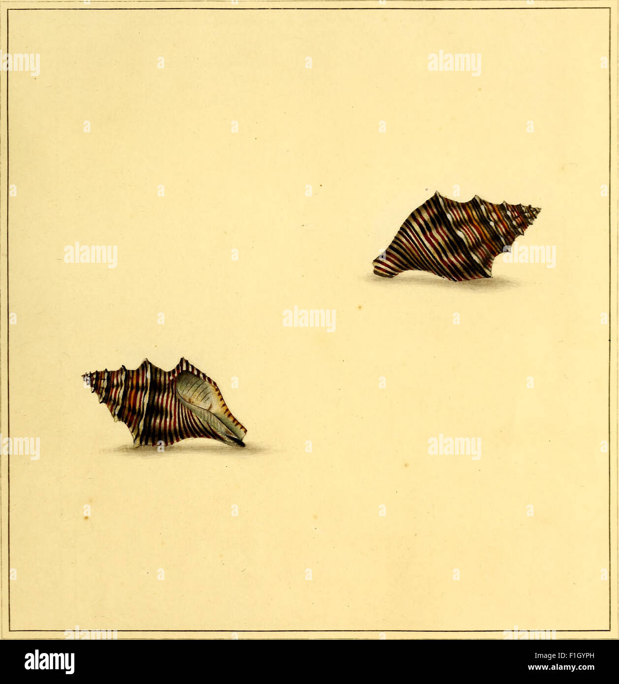 A highly detailed 18th-century conchology work illustrating and ...