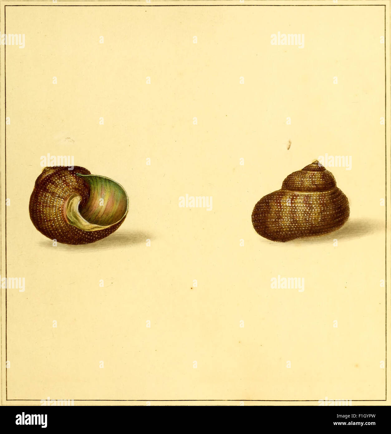 Published in 1789, *The Universal Conchologist* features detailed ...