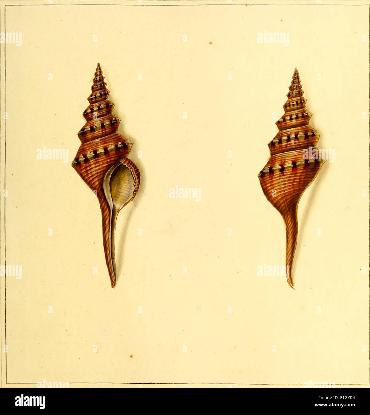 *The Universal Conchologist* (1789) is an illustrated guide to shell ...