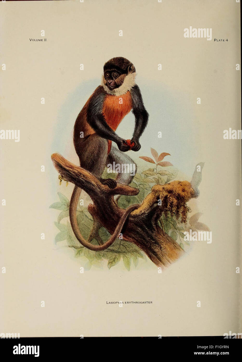 A review of the primates Stock Photo - Alamy