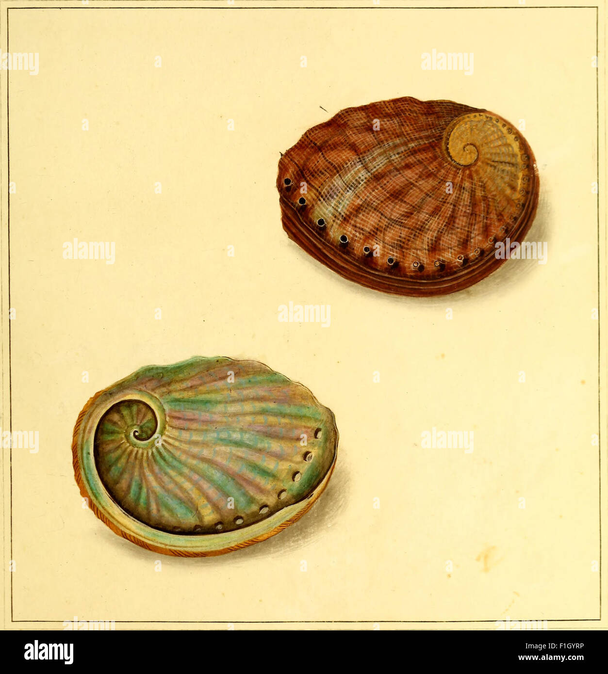 'The Universal Conchologist' (1789) is an important work documenting ...