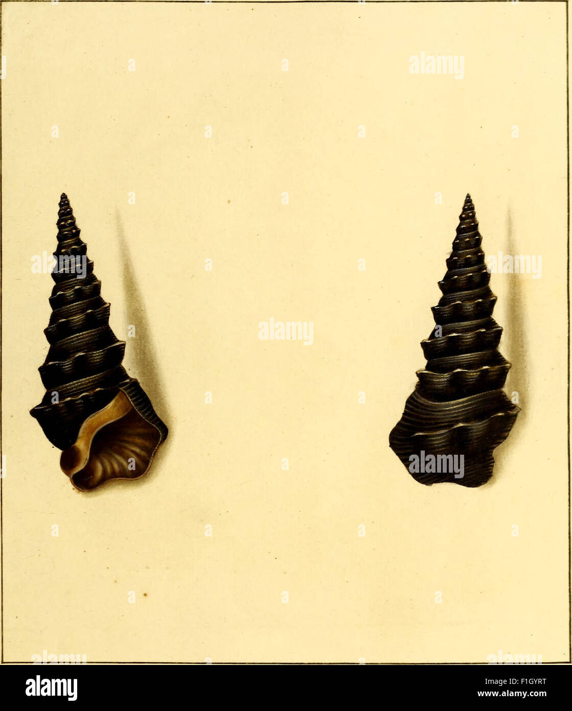 'The Universal Conchologist' (1789) presents detailed, accurate ...