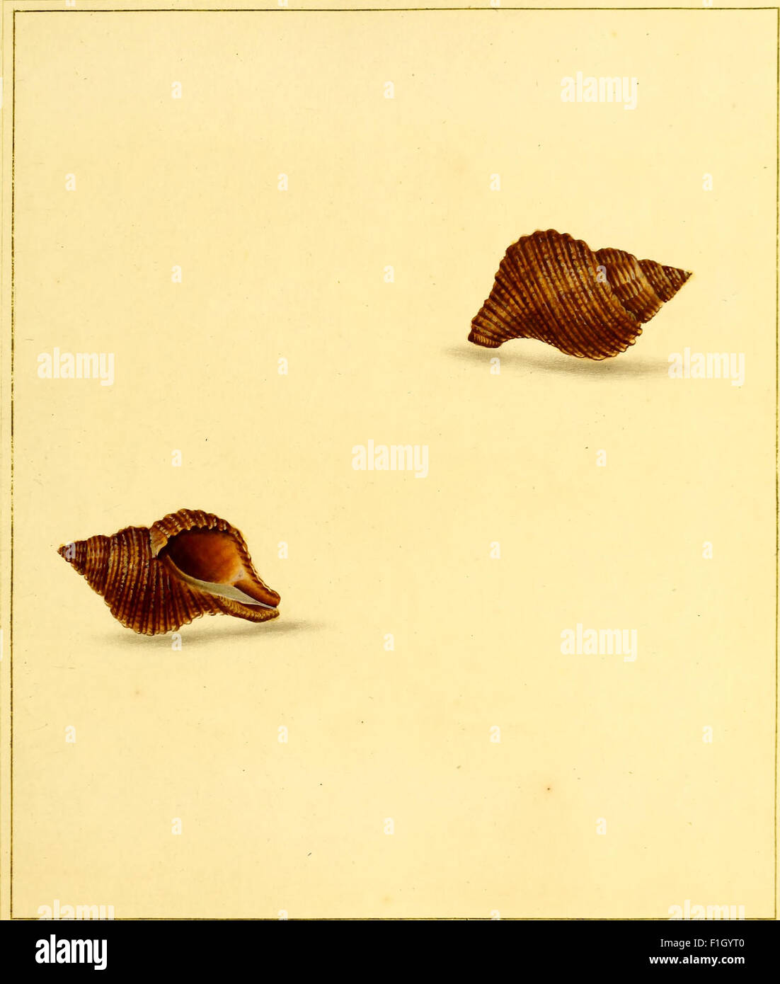 *The Universal Conchologist* (1789) provides detailed illustrations of ...