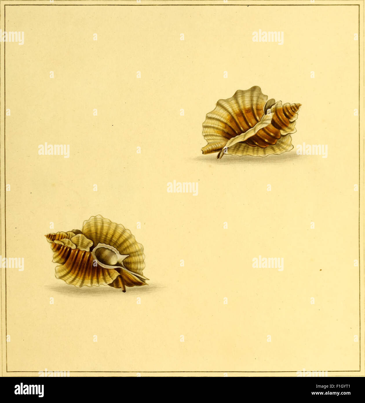 *The Universal Conchologist* (1789) presents detailed, accurate ...