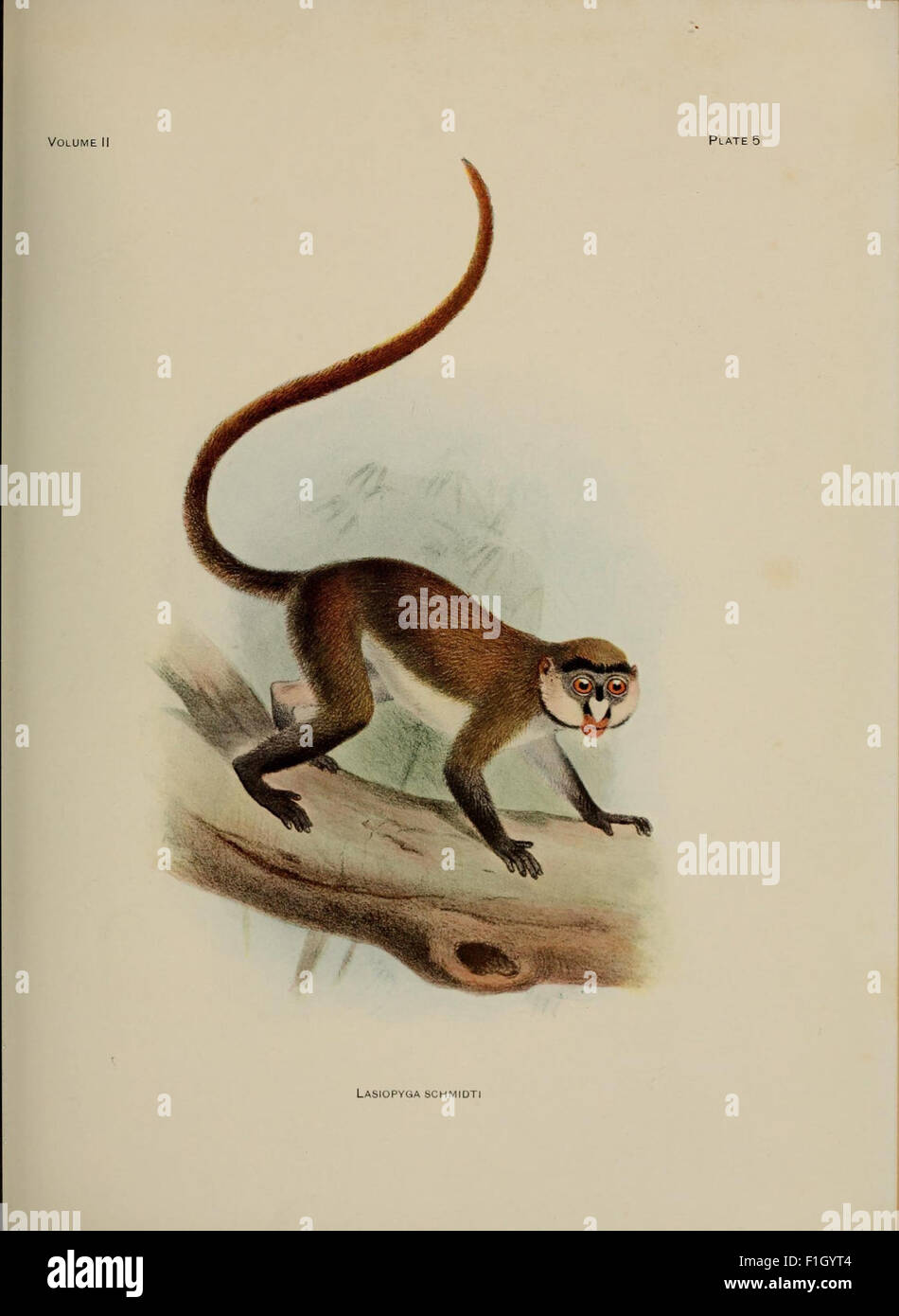A review of the primates Stock Photo - Alamy