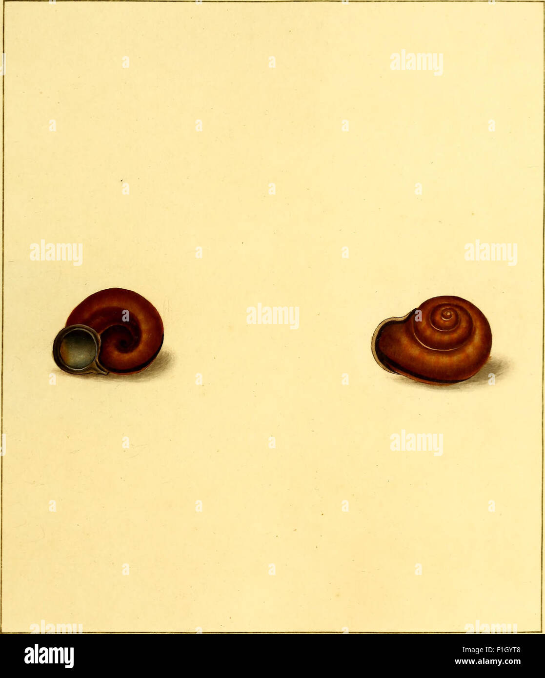 'The Universal Conchologist' from 1789 provides accurate, hand-painted ...