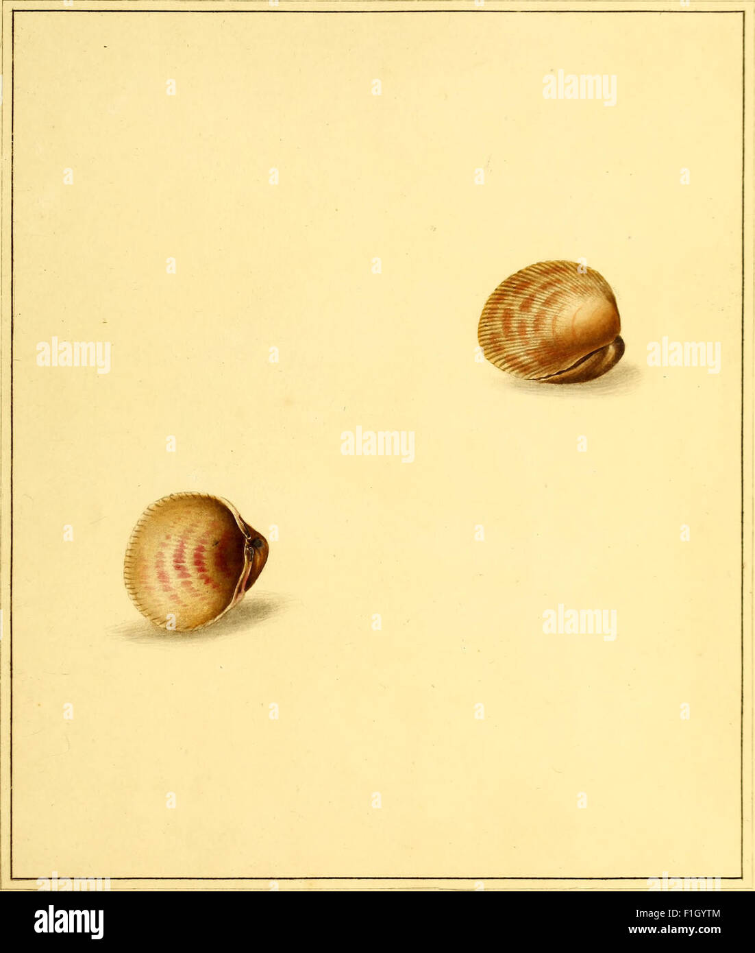 *The Universal Conchologist* (1789) provides accurate illustrations of ...