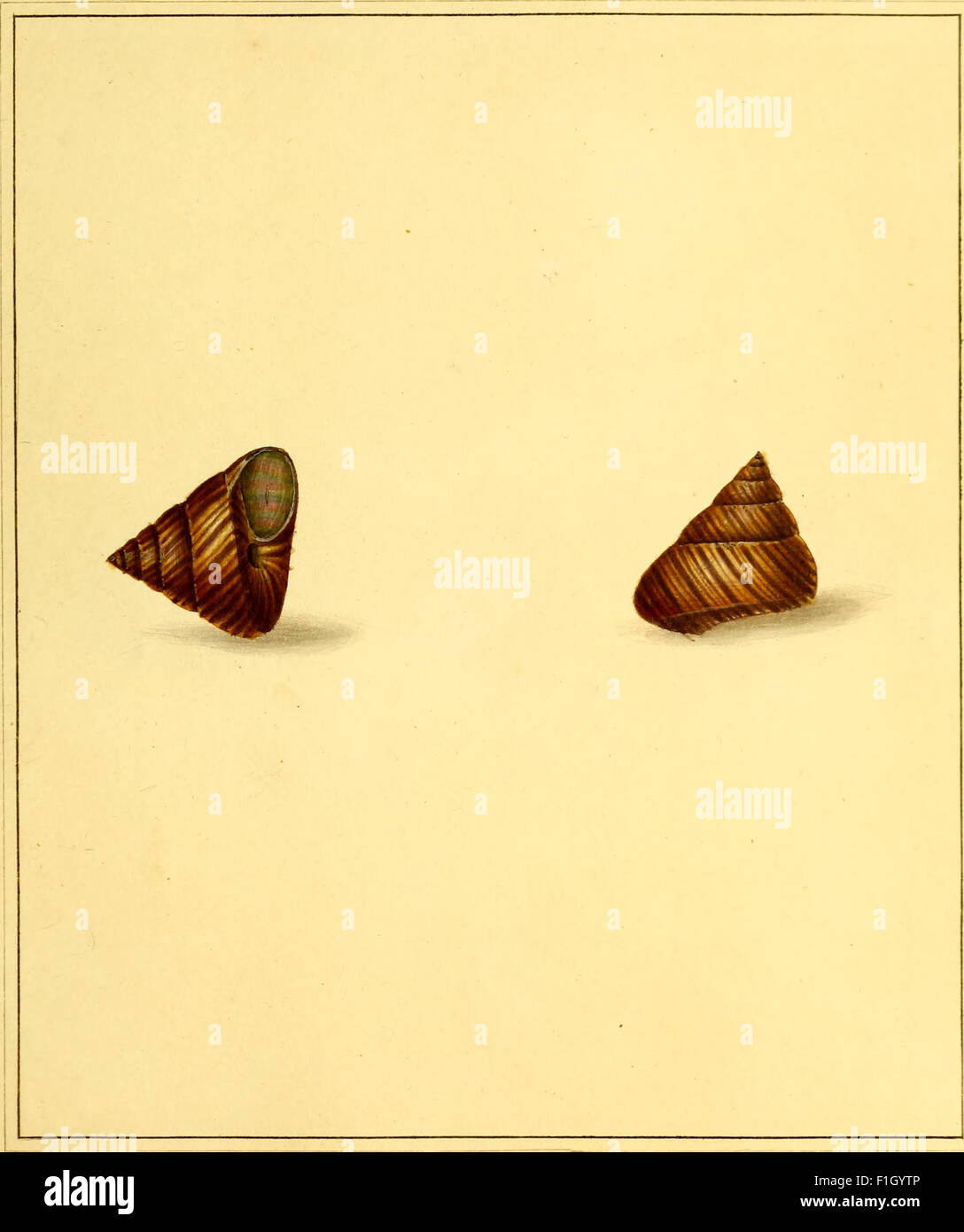 This 1789 work presents detailed and accurate illustrations of ...