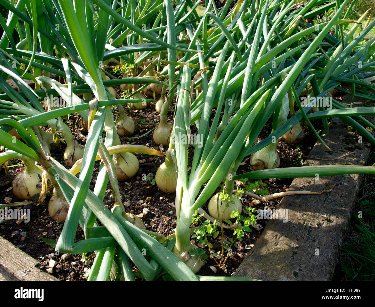 Onions growing, UK Stock Photo Alamy