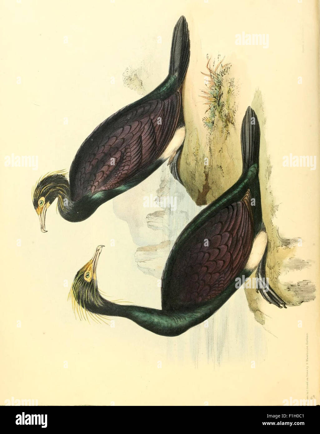 This work details the zoological findings of the HMS Sulphur's voyage ...
