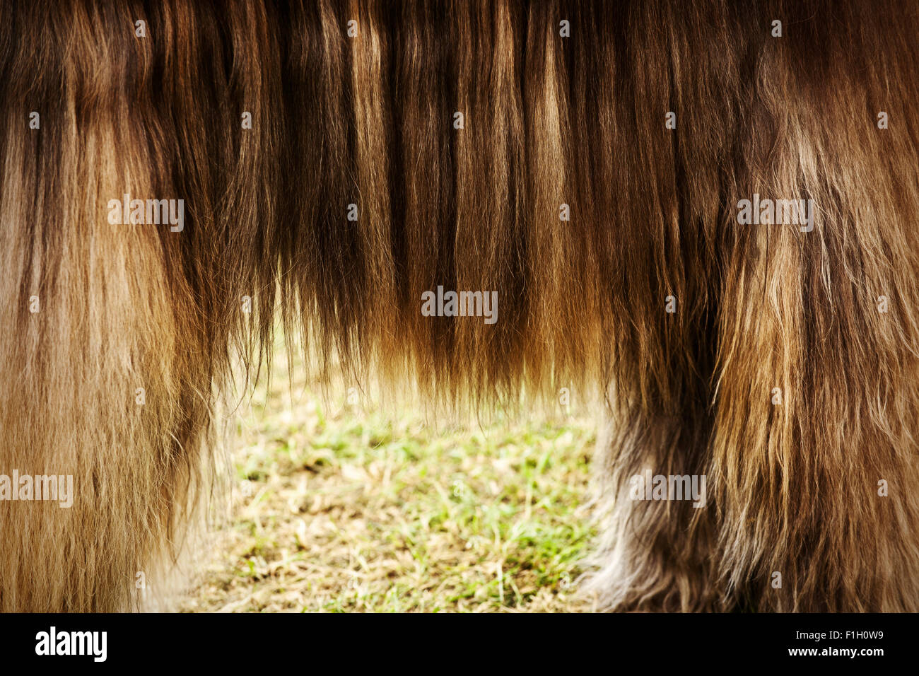 well groomed afghan hound coat Stock Photo