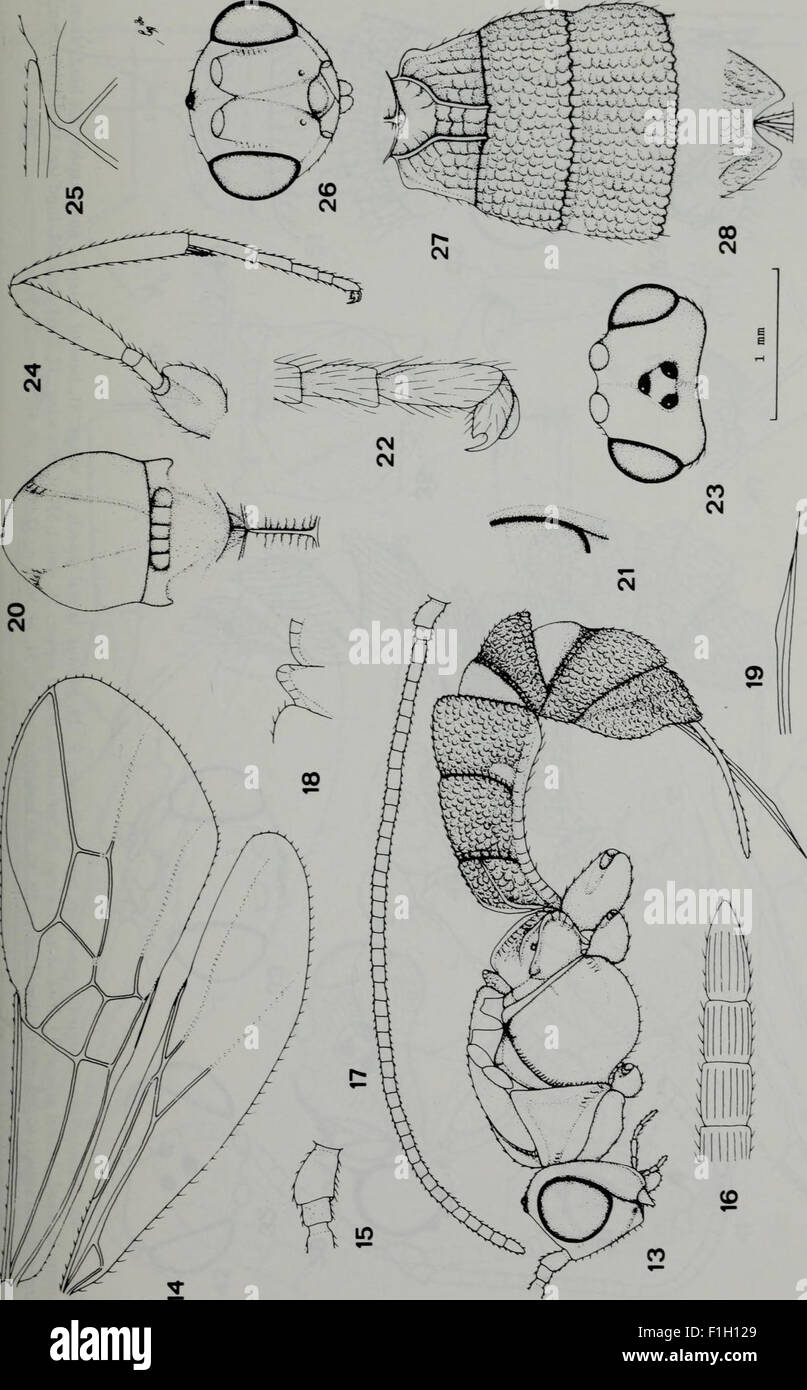 This 1984 issue of the *Tijdschrift voor Entomologie* presents ...