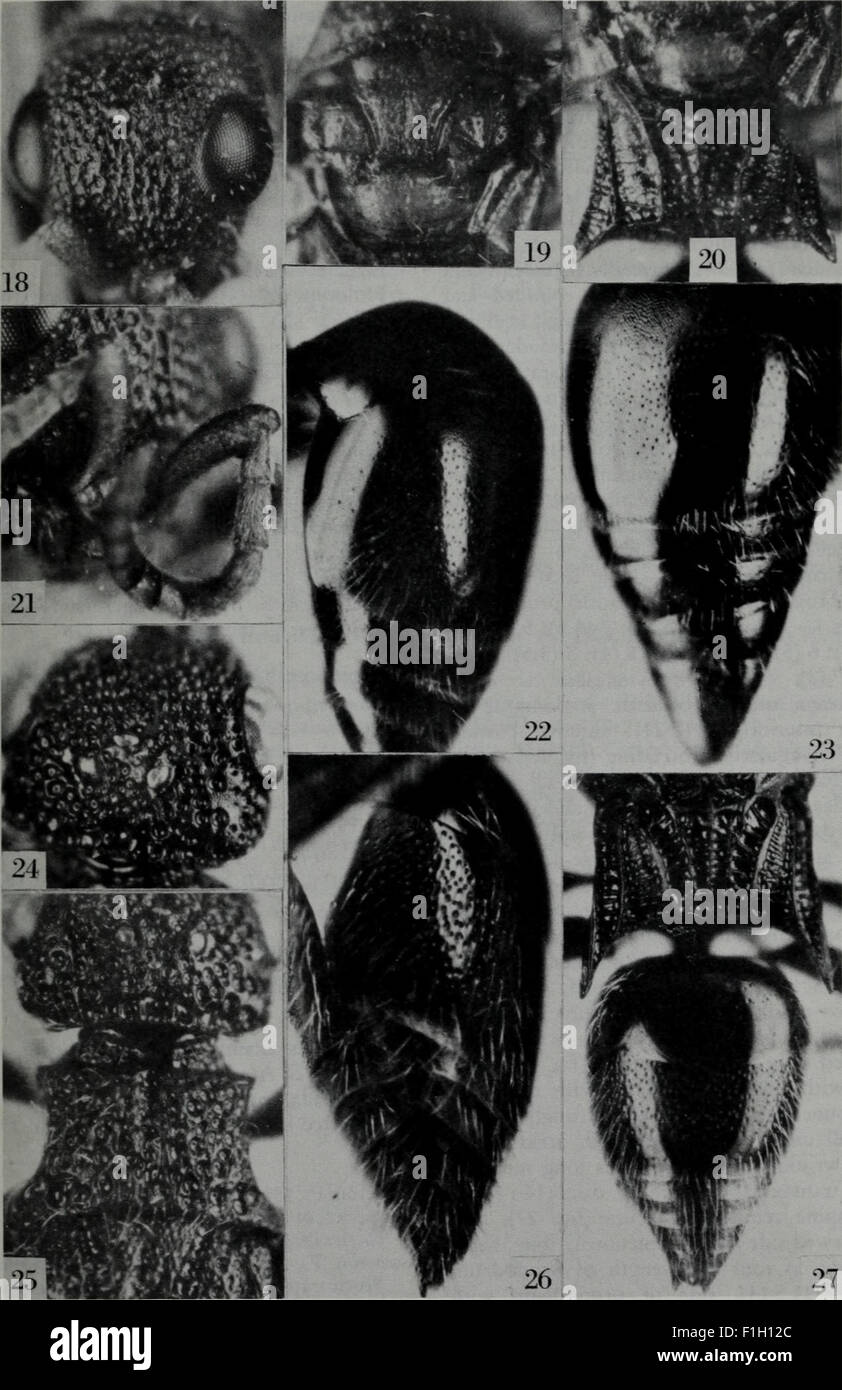 Insect Journal This 1984 edition of *Tijdschrift voor Entomologie* presents scholarly ...