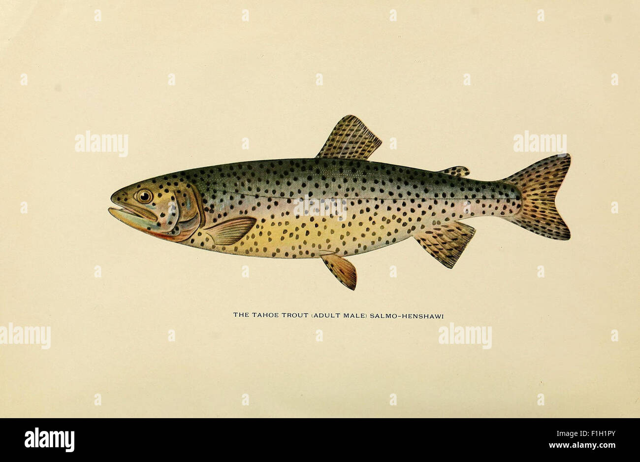 Fly fishing history hi-res stock photography and images - Alamy