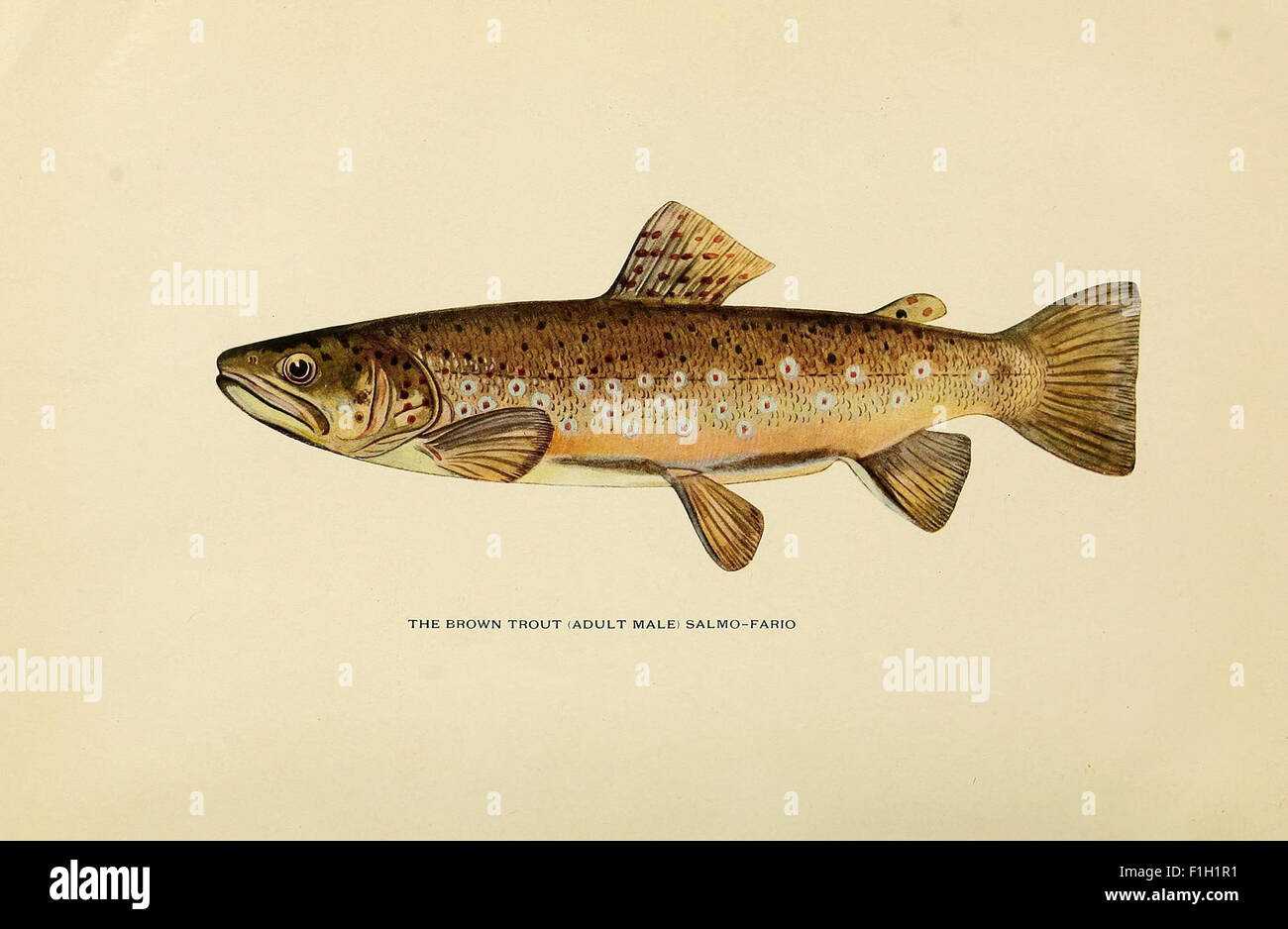 Trout flyfishing in America Stock Photo Alamy